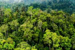 MENGATUR PERENCANAAN HUTAN