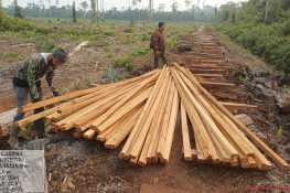 Kemenhut Tahan Dua Tersangka Tindak Illegal Logging di Habitat Harimau Sumatera