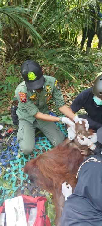 Mitigasi Risiko Kemarau, Kemenhut Bergerak Cepat Selamatkan dan Translokasikan Orangutan di Kalimantan Barat